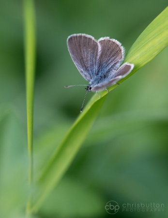 Small Blue