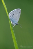 Small Blue
