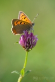 Small Copper