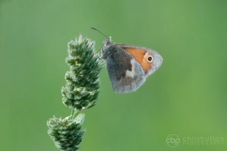 Small Heath