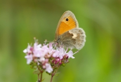 Small Heath
