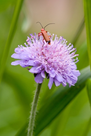 Soldier Beetle on Field Scabious