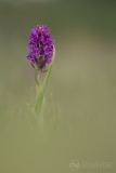 Early Marsh Orchid