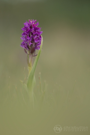 Early Marsh Orchid