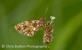 Small Pearl-bordered Fritillary
