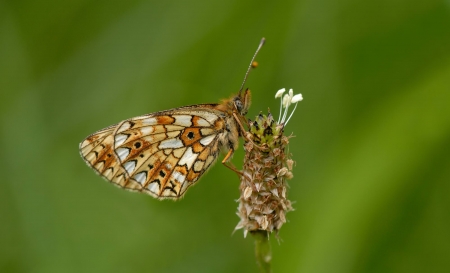Small Pearl-bordered Fritillary