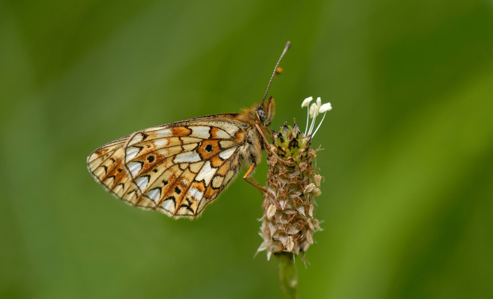 Small Pearl-bordered Fritillary