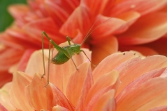Speckled Bush Cricket