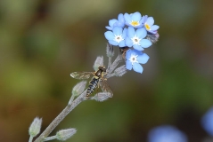 Sphaerophoria scripta