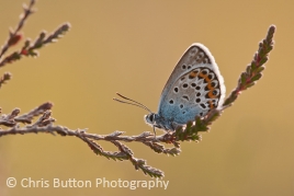 Silver-studded Blue