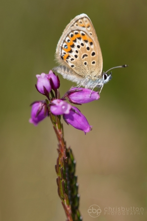 Silver-studded Blue