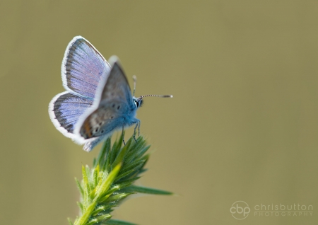 Silver-studded Blue