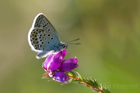 Silver-studded Blue