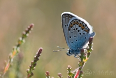 Silver-studded Blue