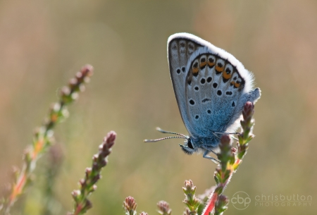 Silver-studded Blue