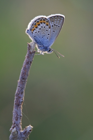Silver-studded Blue