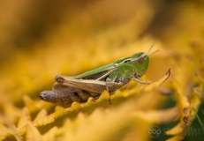 Stripe-winged Grasshopper