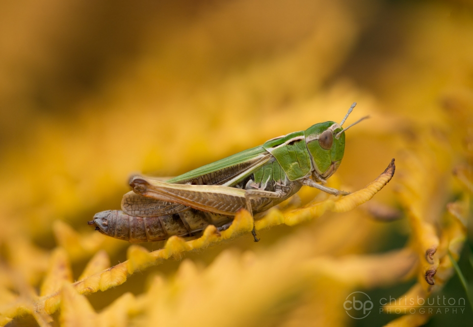 Stripe-winged Grasshopper