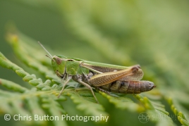 Stripe-winged Grasshopper
