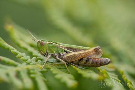 Stripe-winged Grasshopper