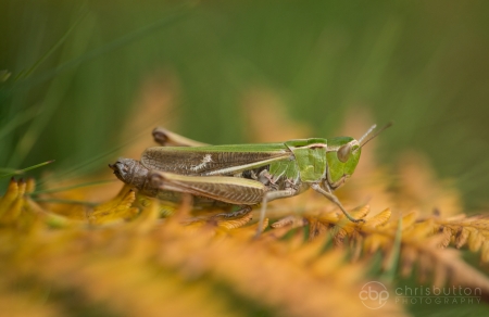 Stripe-winged Grasshopper