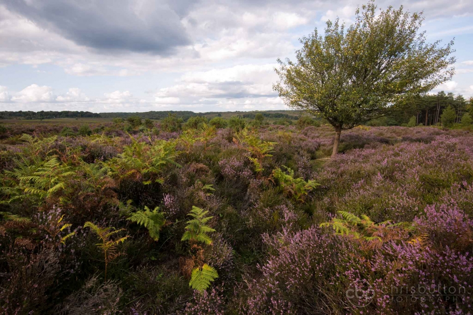 Mogshade Hill
