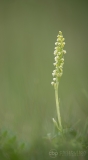 Small White Orchid