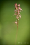 Lesser Twayblade