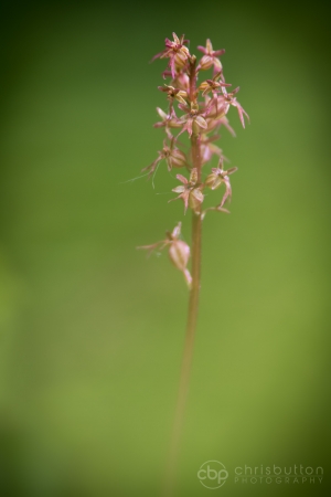 Lesser Twayblade