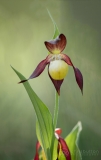 Lady’s Slipper Orchid