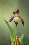 Lady’s Slipper Orchid