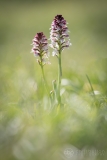 Burnt-tip Orchid