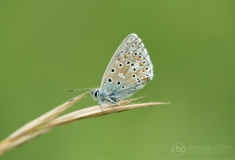 Adonis Blue