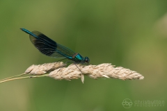 Banded Demoiselle