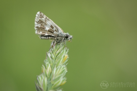 Grizzled Skipper