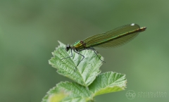 Banded Demoiselle