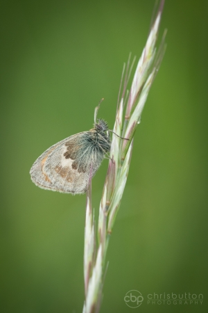 Small Heath