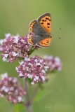 Small Copper