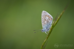 Common Blue