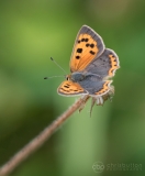 Small Copper