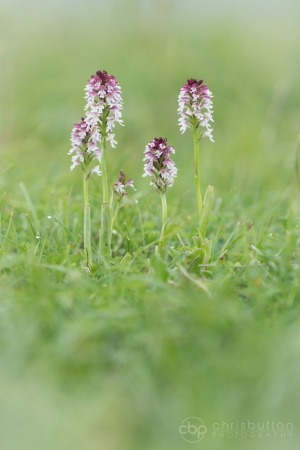 Burnt-tip Orchid
