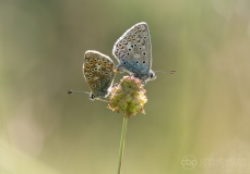 Adonis Blue