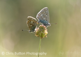 Adonis Blue