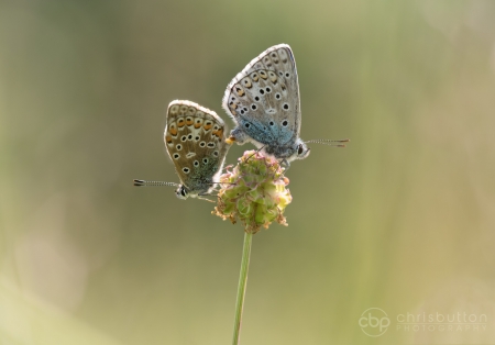 Adonis Blue