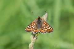 Marsh Fritillary