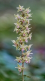 Violet Helleborine