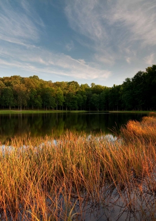 Golden Reeds