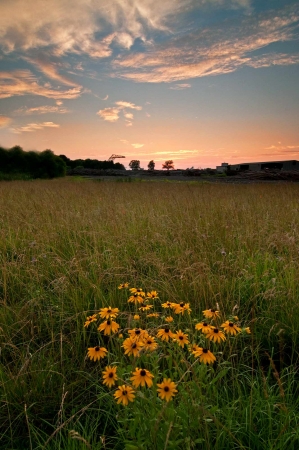 Evening Flowers