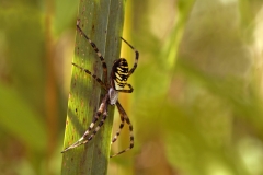 Wasp Spider