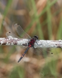 White-faced Darter